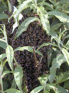 Bienenschwarm in einer Staude
